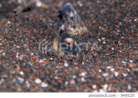 sandy soil, saltwater fish, aquatic 949520