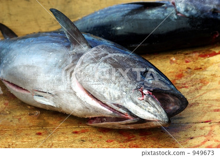 Matsumae製作了日本金槍魚 Matsumae製作了日本金槍魚 949673