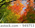 Autumn leaves 949753