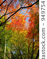Autumn leaves 949754