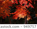 Autumn leaves 949757