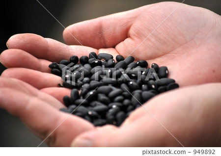 黑豆 種子 物種 949892