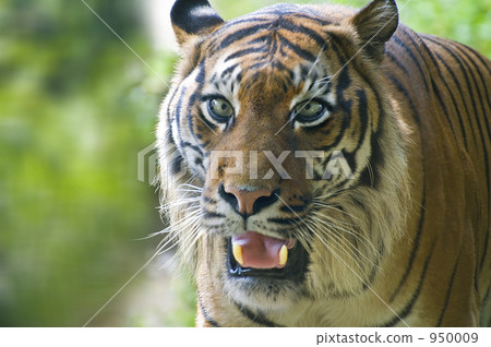 蘇門答臘虎面朝上 蘇門答臘虎面朝上 950009