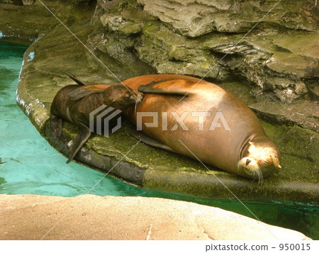 海獅的父母和孩子 950015