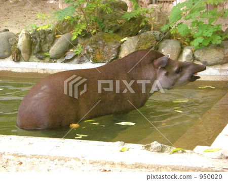 巴庫 巴庫 950020