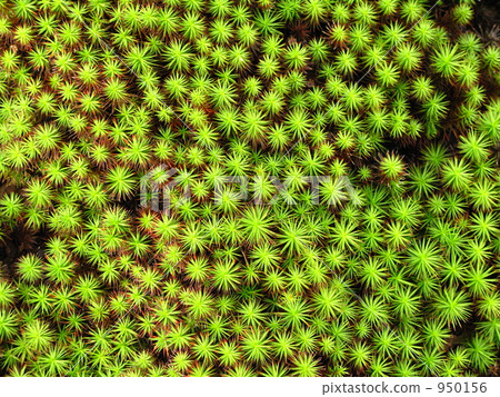 Umagogokke closeup 950156