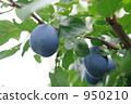 prune  950210