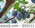 prune  950211