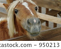 Nose decapony 950213