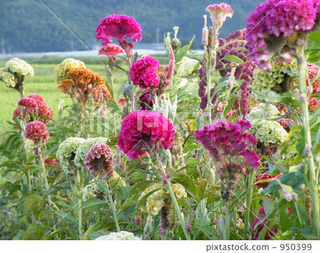 凱特場 凱特場 950399