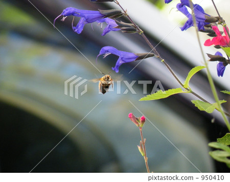 蜜蜂和鼠尾草 蜜蜂和鼠尾草 950410