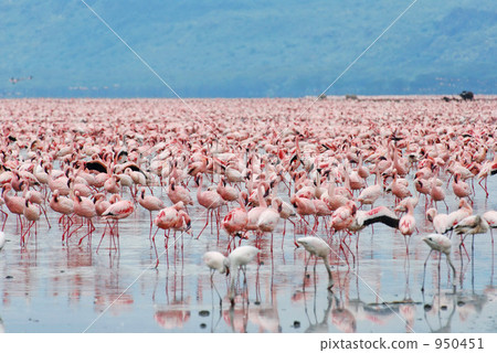 kenya, safari, avian 950451