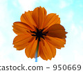 Kinabakosmos 950669