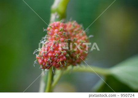 Mulberry fruit 950724