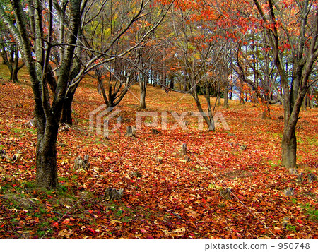 Autumn leaves of trees 950748