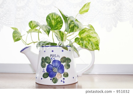 窗邊的pothos pt.1 951032