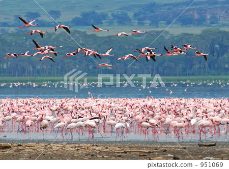 flamingo, flamingoes, flamingos 951069