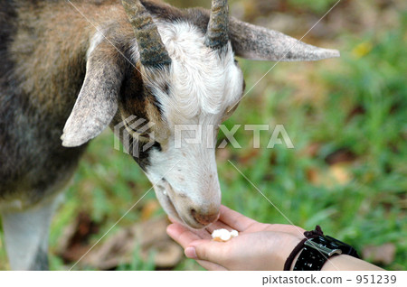 Contact with goats 951239