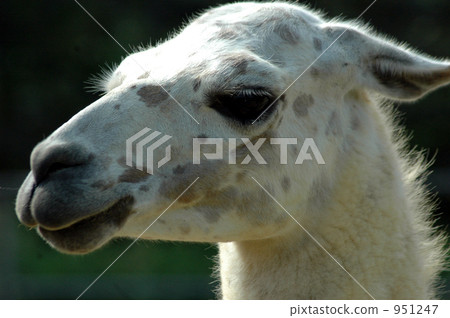 Profile of Lama 951247