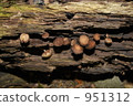 mushroom  951312