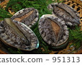 Abalone 951313