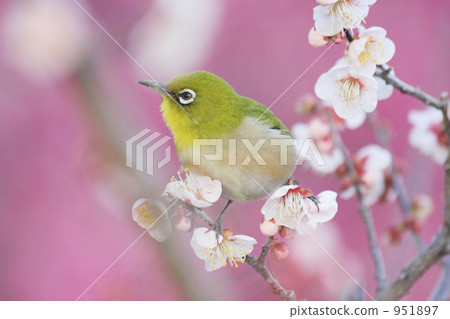 white-eye, white eye, ume 951897