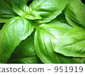basil, foliage, leaf 951919