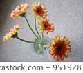gerbera, gerberas, bloom 951928