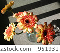 gerbera, gerberas, bloom 951931