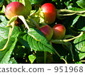 japanese rose, ramanas rose, rosa rugosa 951968
