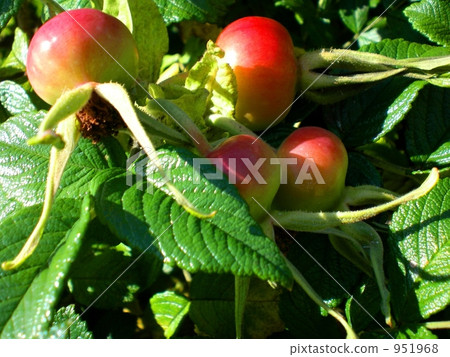 japanese rose, ramanas rose, rosa rugosa 951968
