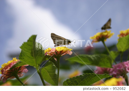 Ichimon dieselis and flowers Ichimon dieselis and flowers 952082