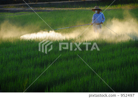 Pesticide spraying Pesticide spraying 952497