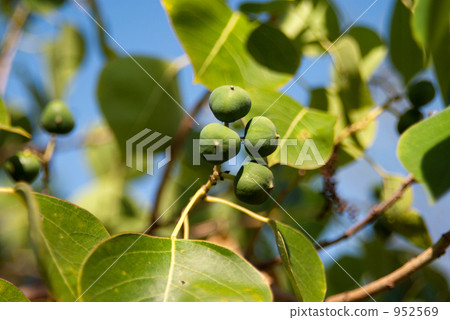 Nankinhase的果實 952569