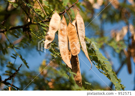 Nemnoki水果 952571