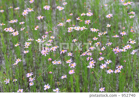 線葉·choreopsis 952740