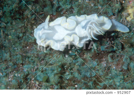 Nuushi Nuushi 952907