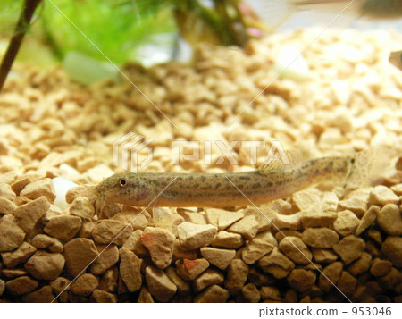 在水族館裡很鬆散 在水族館裡很鬆散 953046