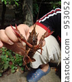 The crayfish is caught and "handsome" 953052