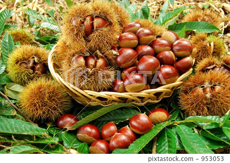 季節的栗子 953053