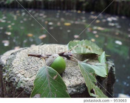 橡子和池塘 953063
