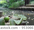 Acorn and pond 953066