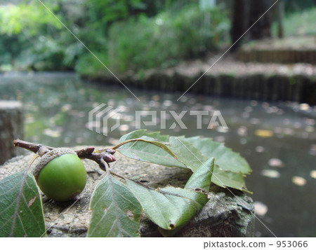 橡子和池塘 橡子和池塘 953066