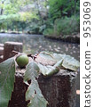 Acorn and pond 953069