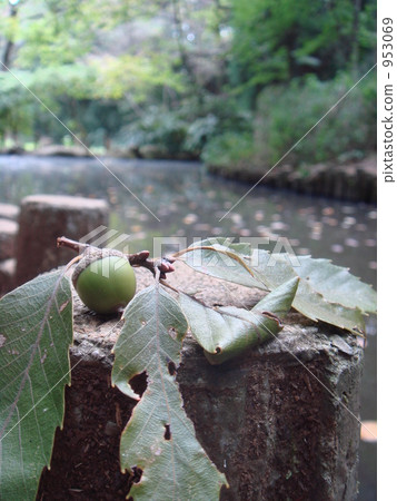 橡子和池塘 953069