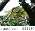 蜻蜓 953130