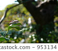 蜻蜓 953134