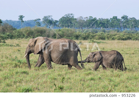 大象 動物 熱帶大草原 953226