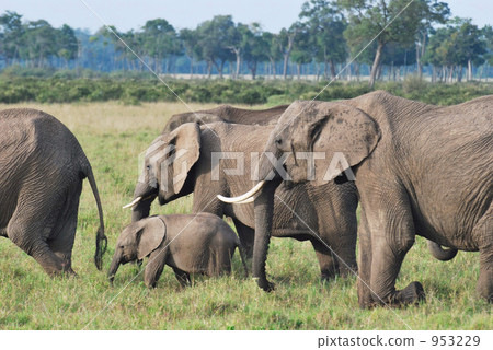 大象 熱帶大草原 薩凡納 953229