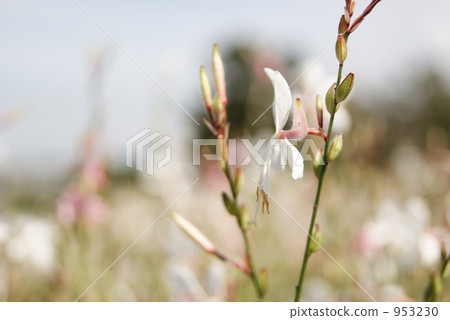 白色蝴蝶植物 953230